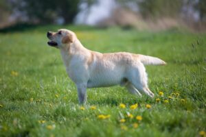 Hundezucht Betke Verpaarung Proudhills Partitur Enjoys Soul