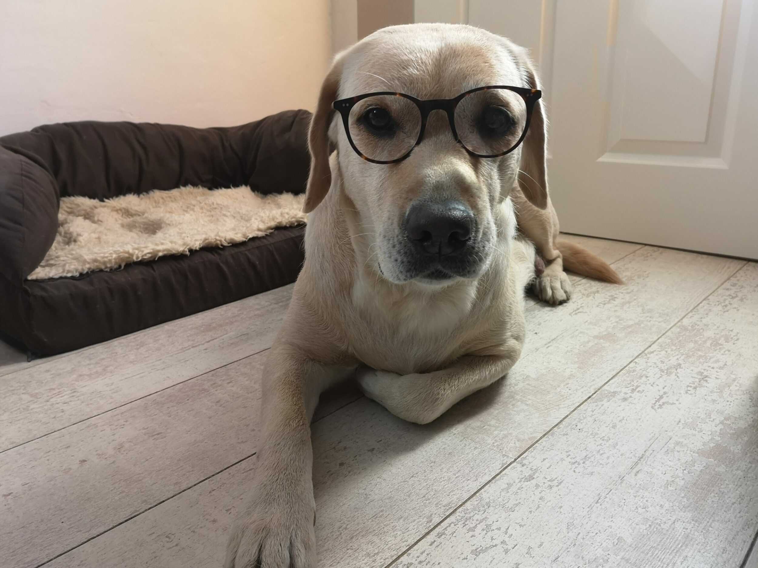 Hundezucht Betke - Foto 3 News