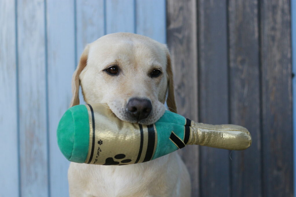 Hundezucht Betke - Foto Party für Text News