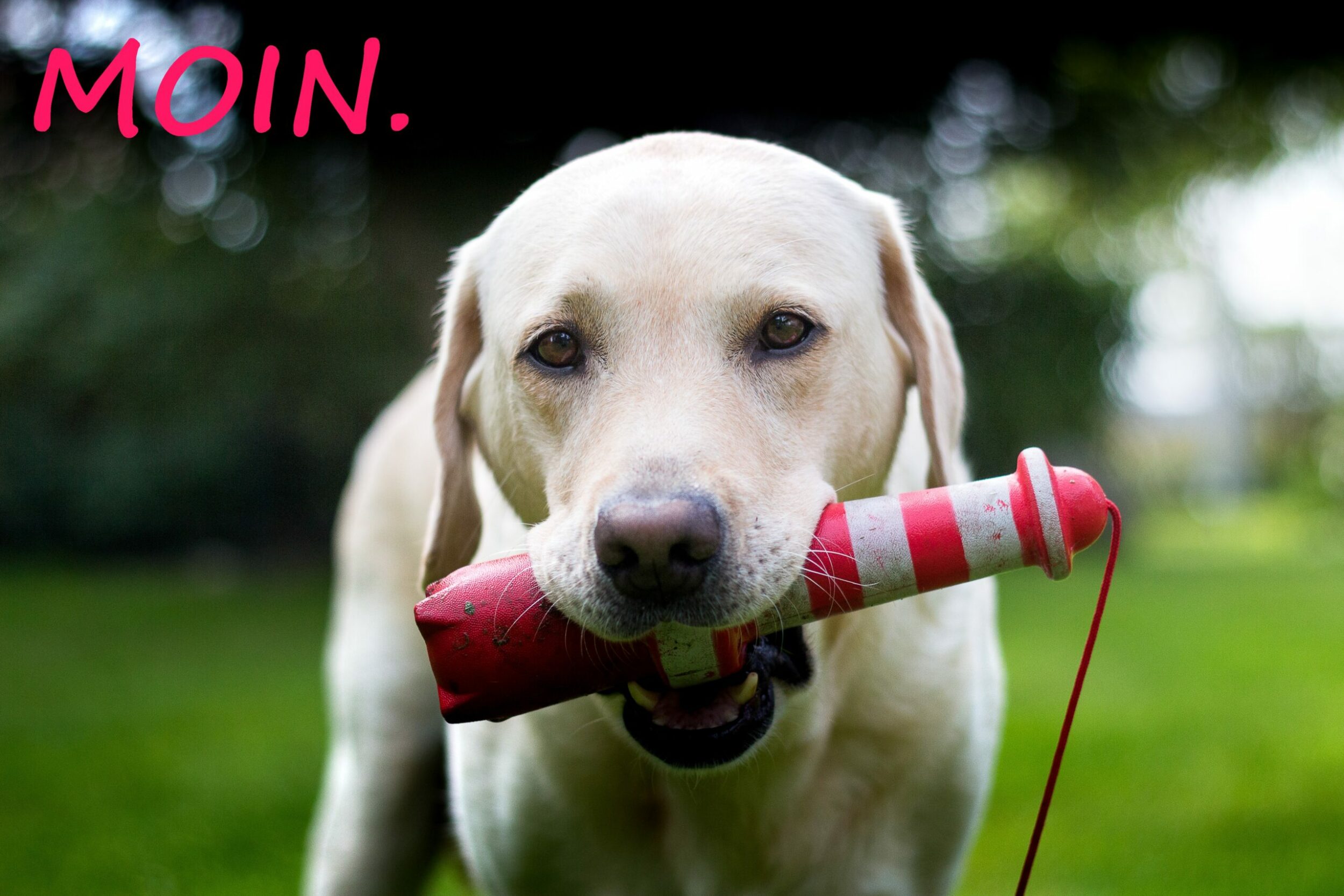 Hundezucht Betke - Startseite Foto 1 - Moin