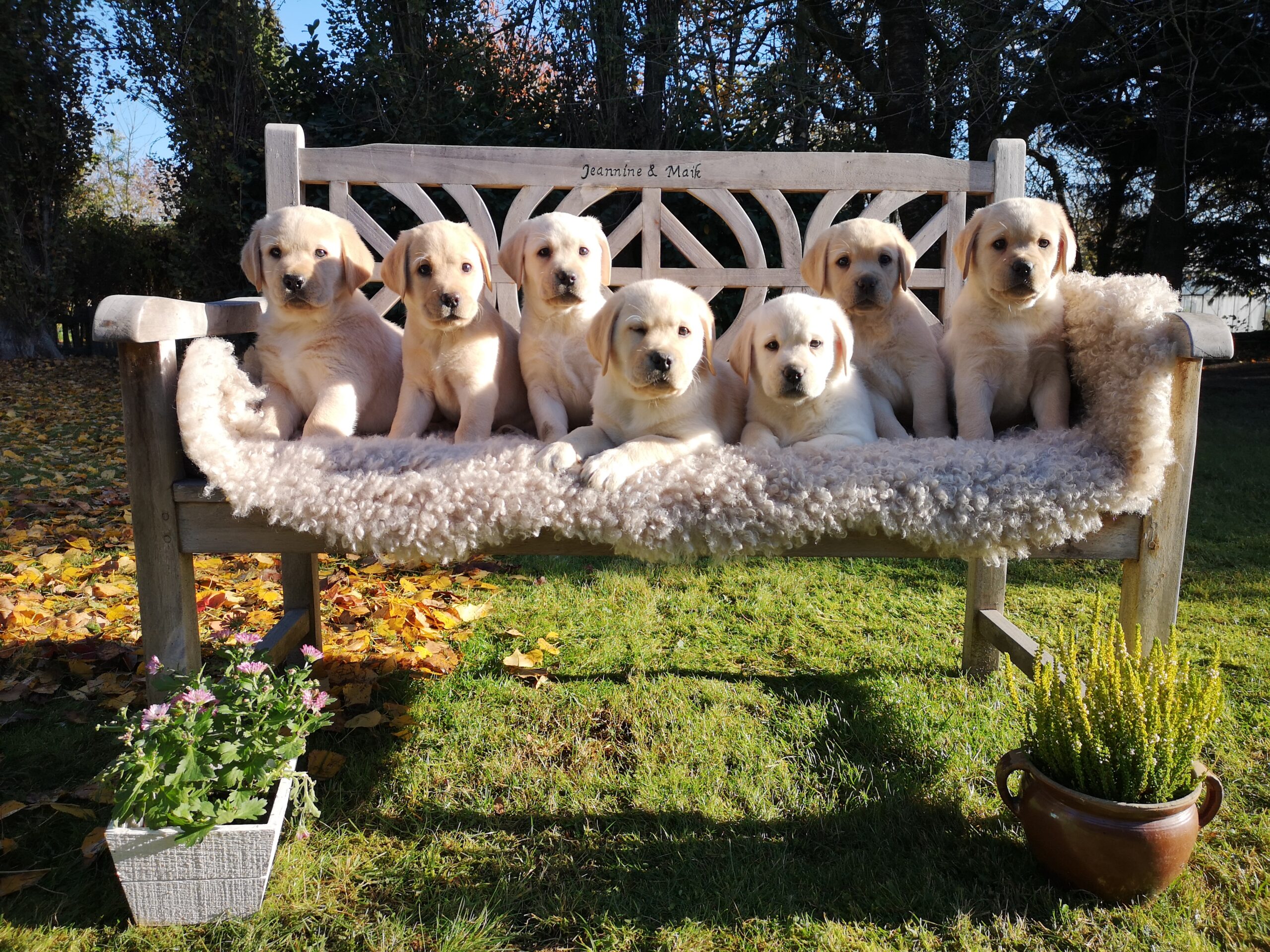 Labrador Hundezucht Betke - A Wurf Gruppenfoto