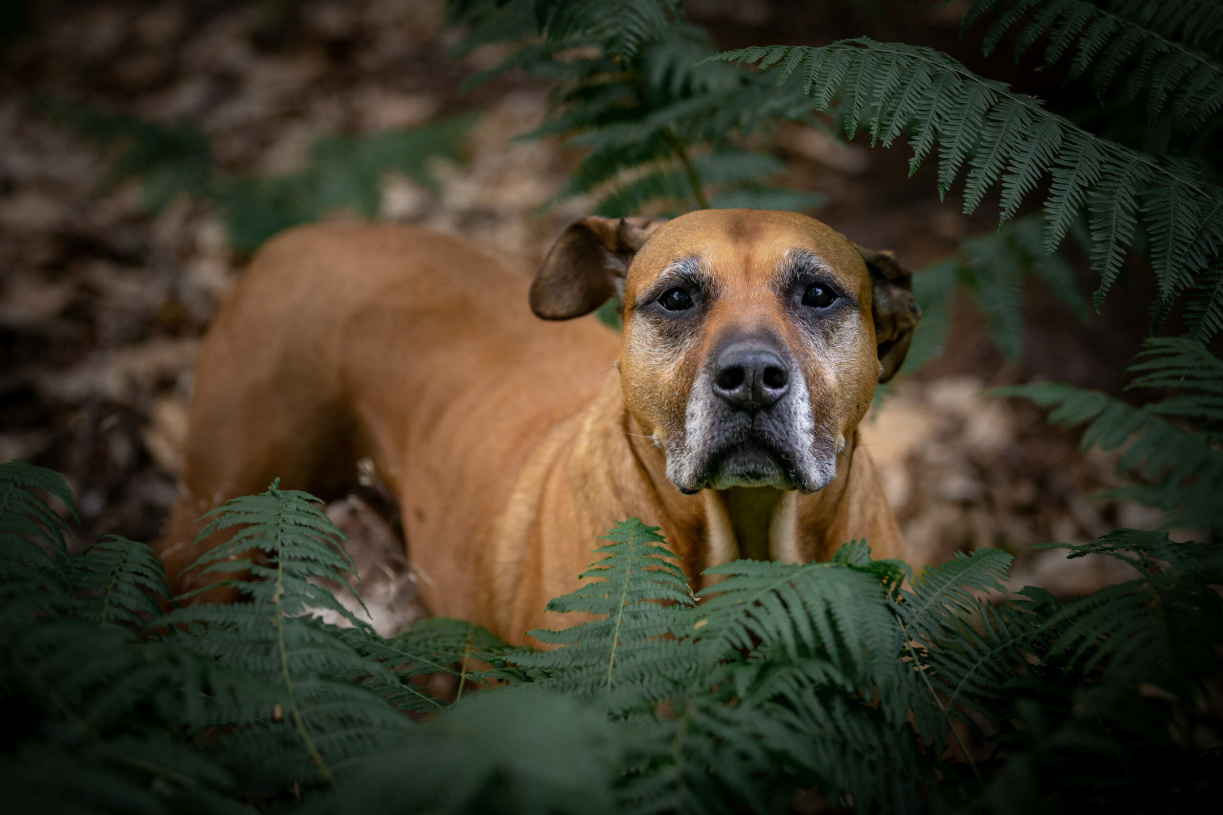 Labrador Hundezucht Betke - Foto 4 Alma