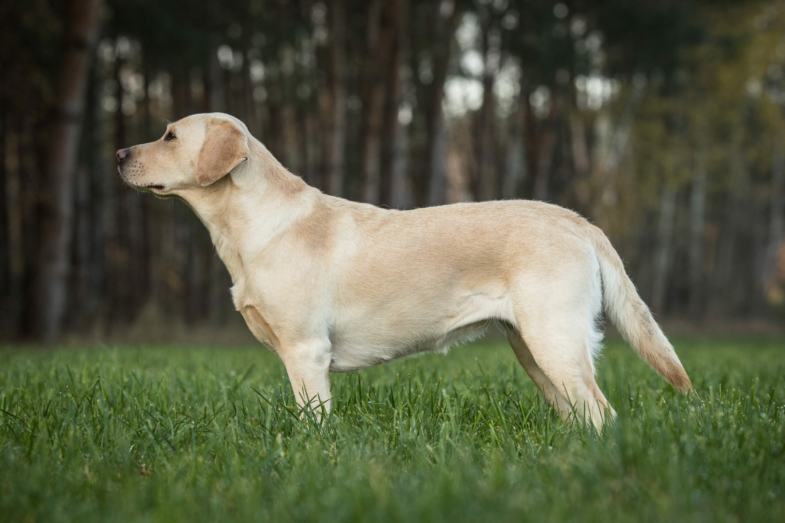 Labrador Hundezucht Betke - Foto 4 Holly von der Seite
