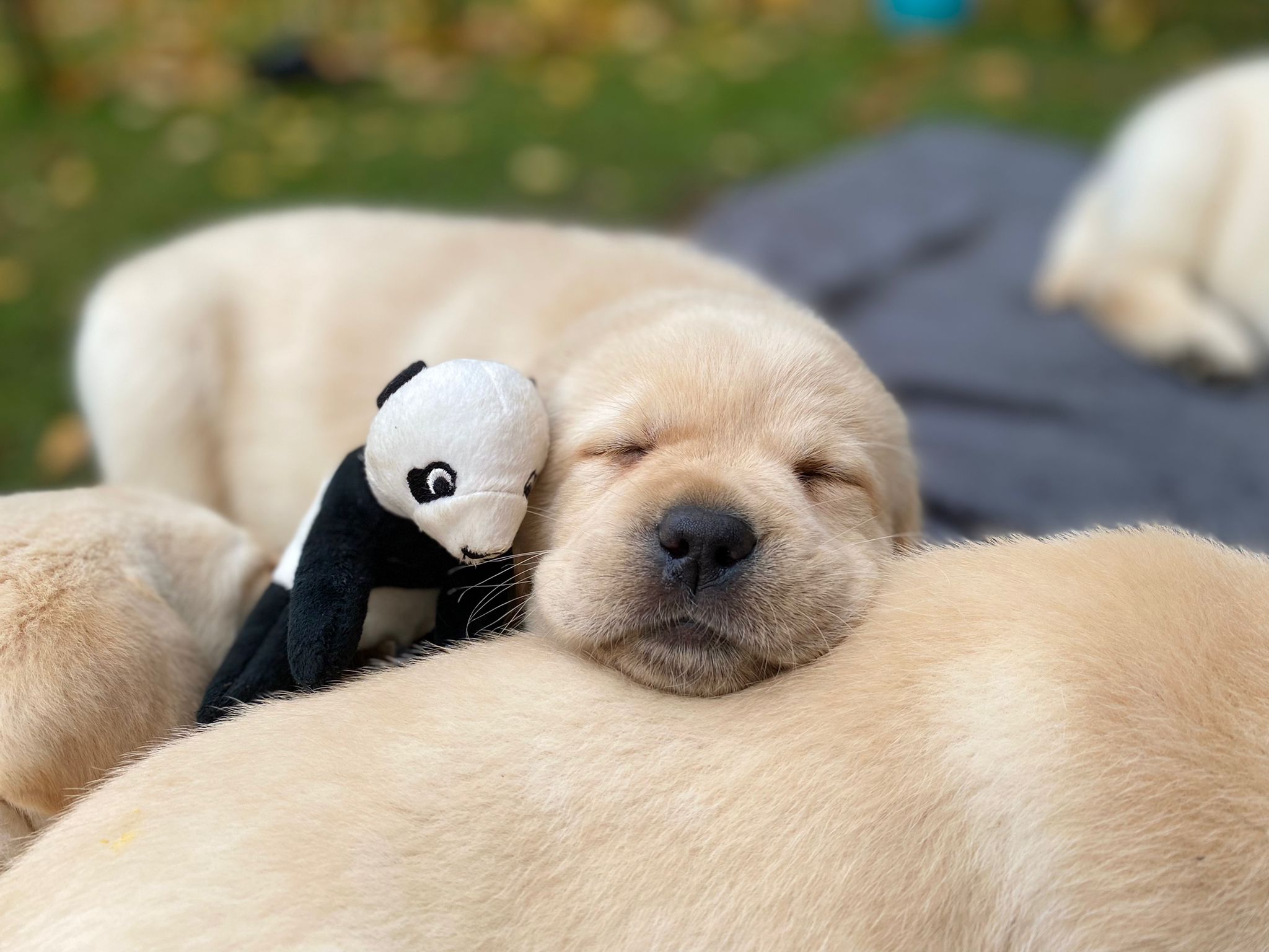 Labrador Hundezucht Betke - Foto 5 oben Welpenaufzucht
