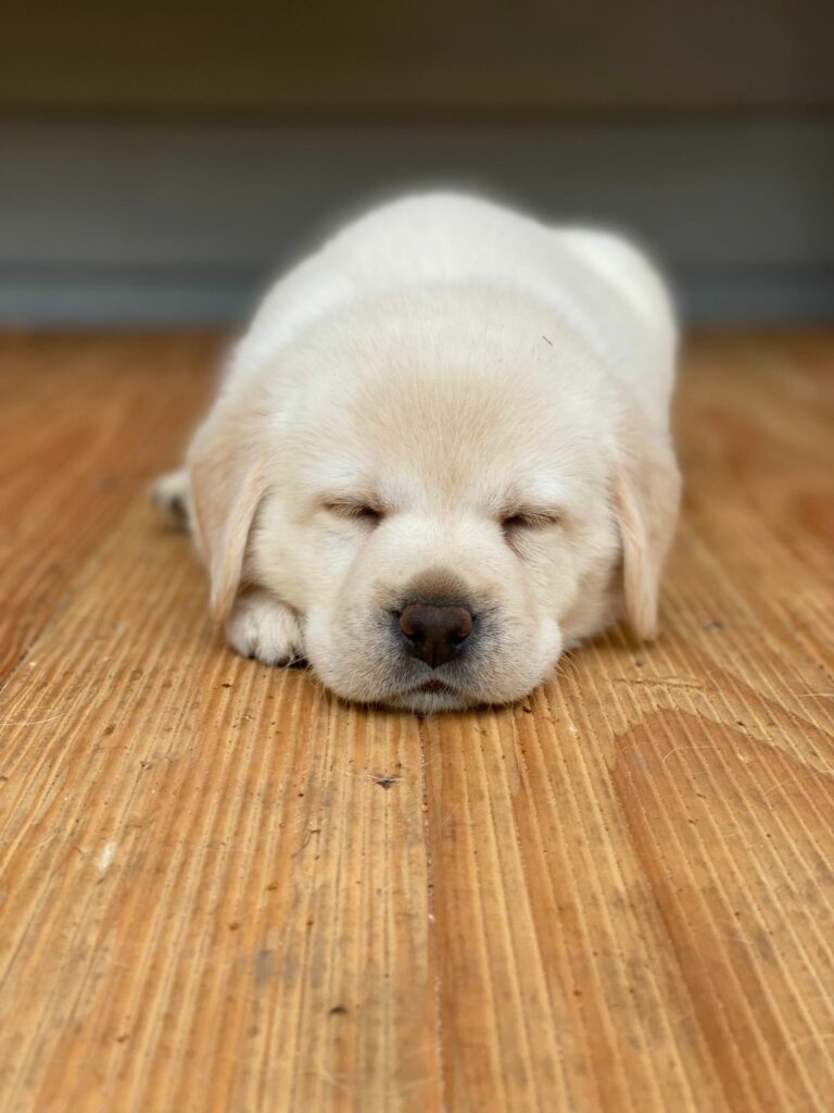 Labrador Hundezucht Betke - IMG-20221026-WA0009