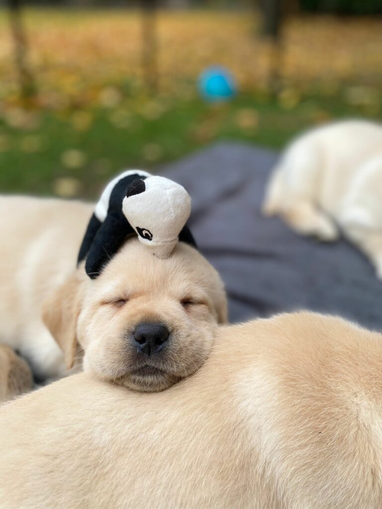 Labrador Hundezucht Betke - IMG-20221026-WA0030