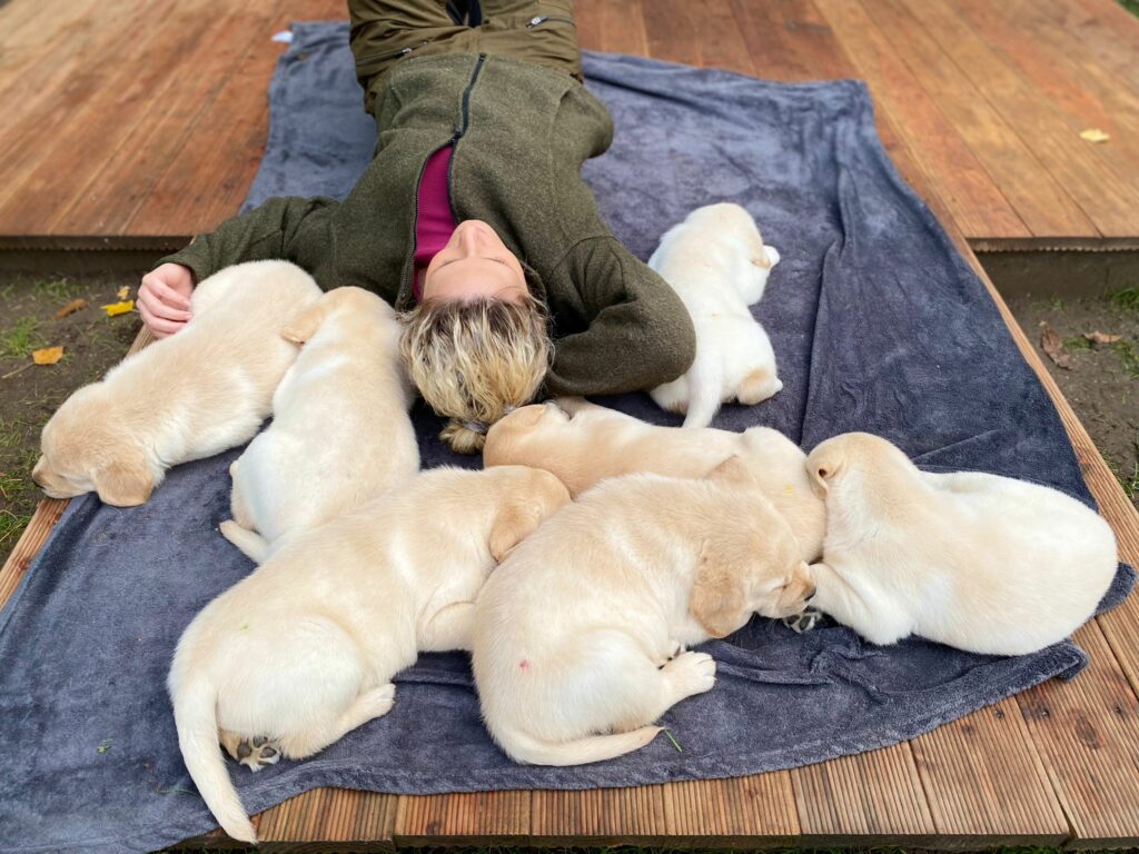 Labrador Hundezucht Betke - IMG-20221026-WA0057
