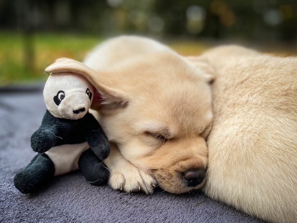 Labrador Hundezucht Betke - IMG-20221026-WA0074