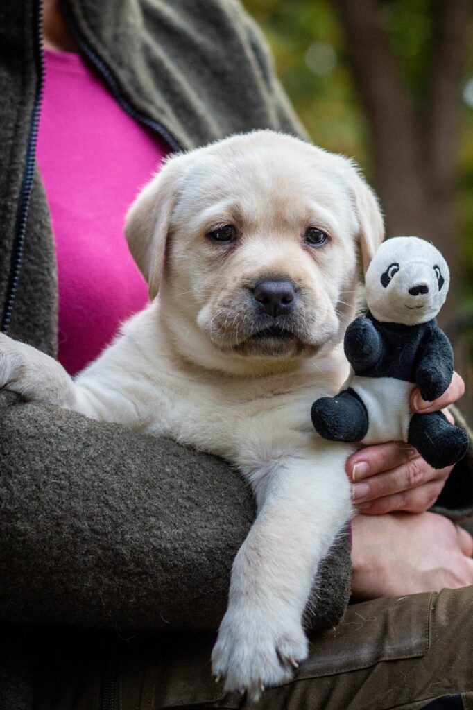 Labrador Hundezucht Betke - IMG-20221027-WA0013