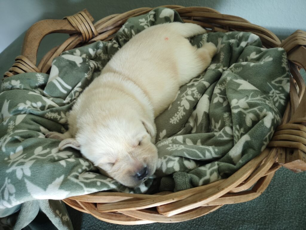 Labrador Hundezucht Betke - IMG_20220929_125025