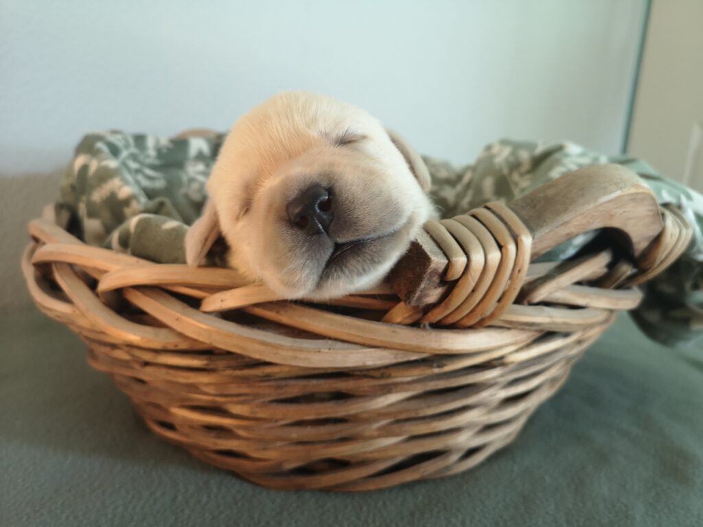 Labrador Hundezucht Betke - IMG_20220929_134407