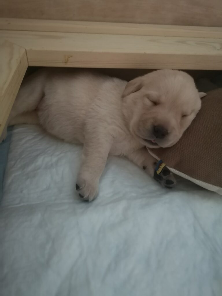 Labrador Hundezucht Betke - IMG_20221006_174007
