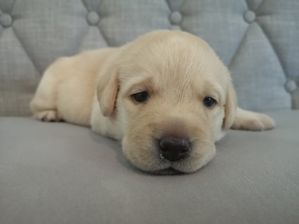 Labrador Hundezucht Betke - IMG_20221008_140940