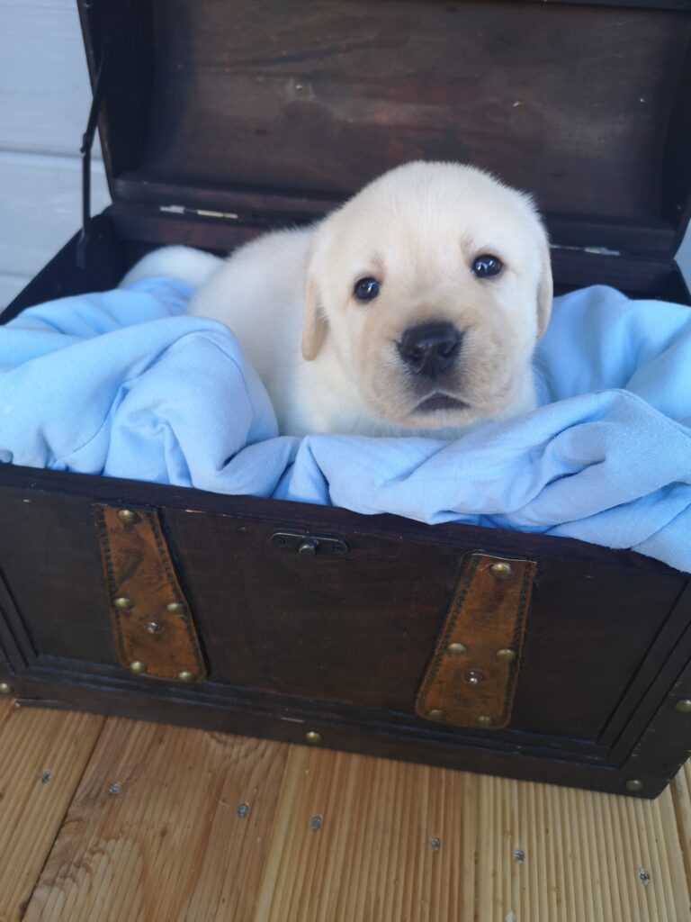 Labrador Hundezucht Betke - IMG_20221016_133827