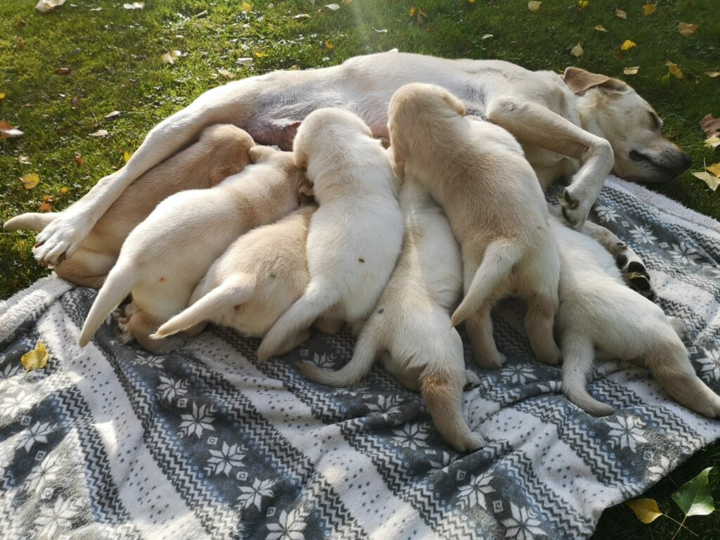 Labrador Hundezucht Betke - IMG_20221022_152011