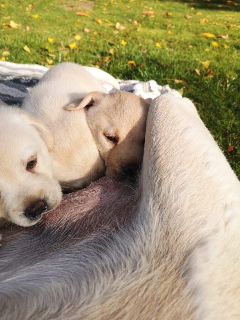 Labrador Hundezucht Betke - IMG_20221022_152136