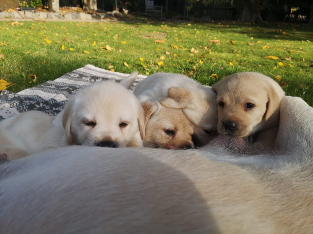 Labrador Hundezucht Betke - IMG_20221022_152246