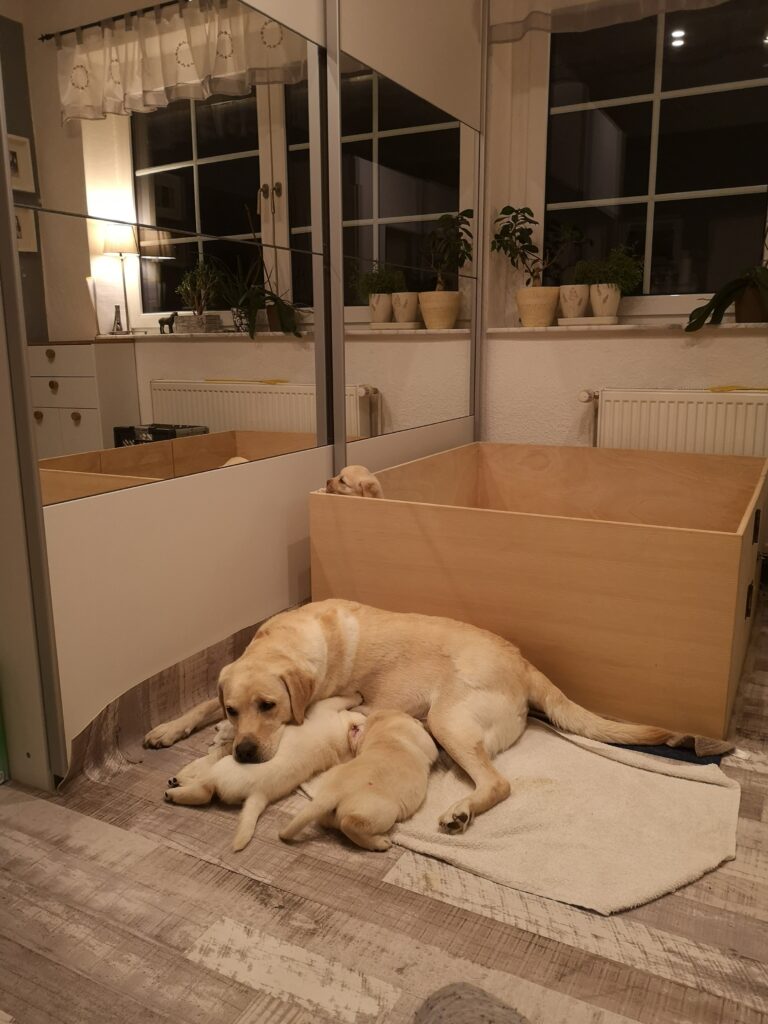 Labrador Hundezucht Betke - IMG_20221022_192738